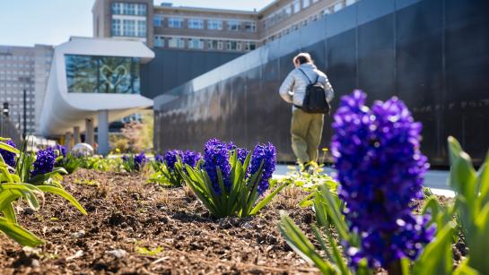 Lente op de UZ-campus - veldje met hyacinten
