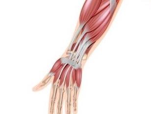 Spieren in de arm