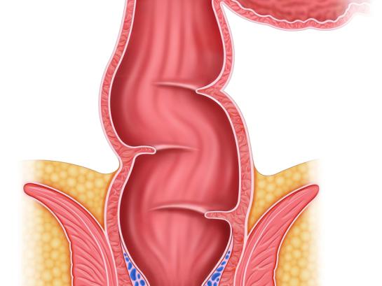 anus