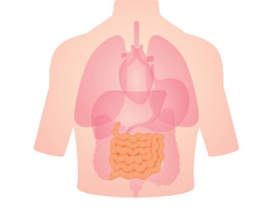 transplantatie van de dunne darm
