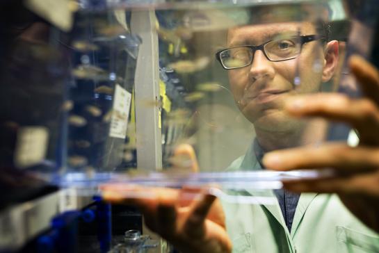 Zebravissen in het lab voor Medische genetica