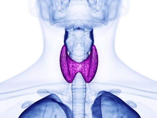 thyroïd